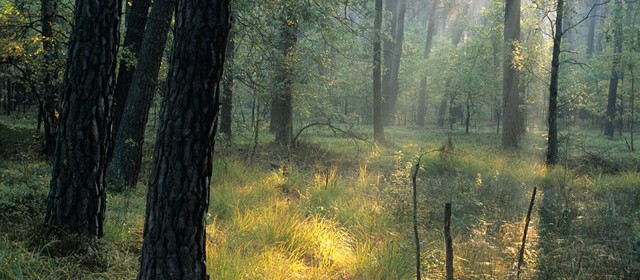 Wild kamperen in het bos in Polen